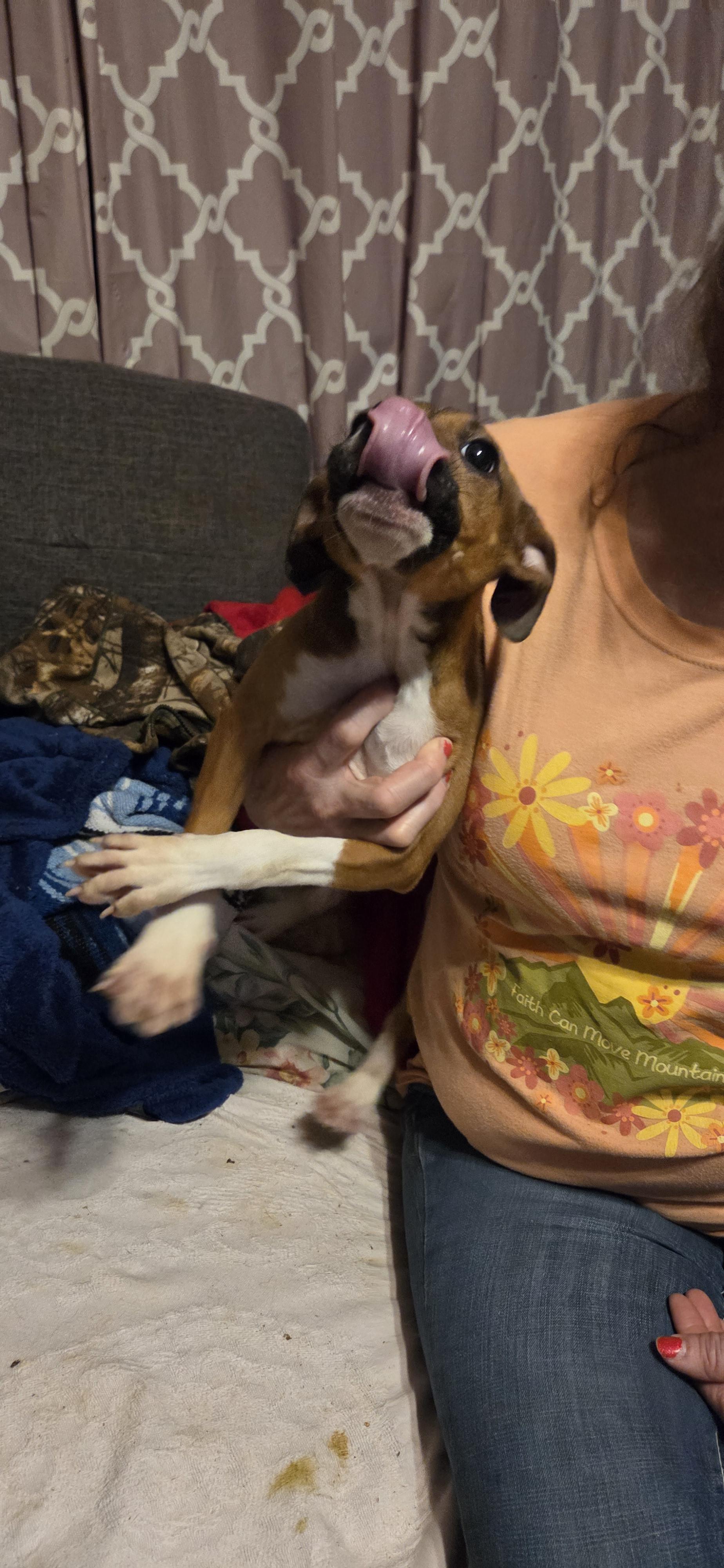 Max, an adopted mixed breed in Evansville, IN image 3/3