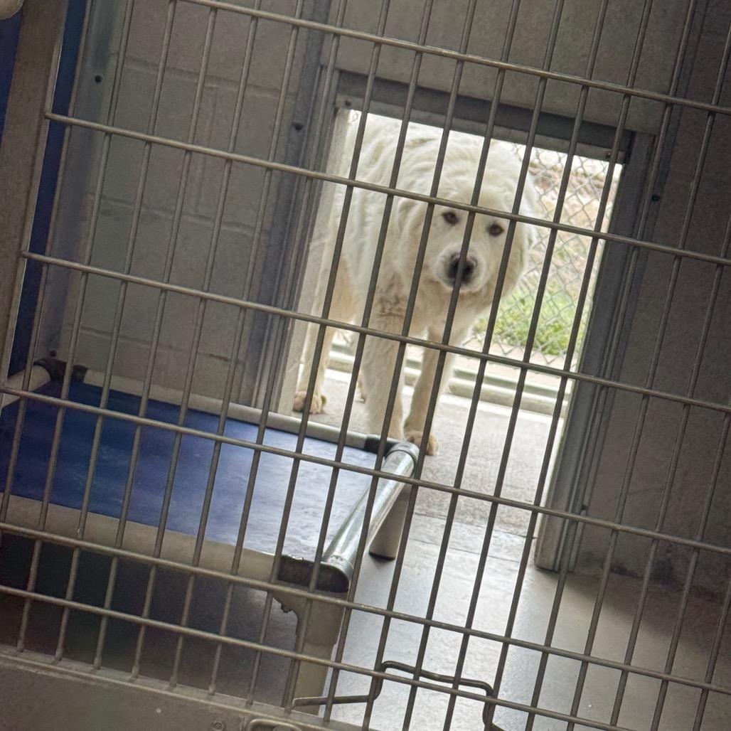 Enlarge Pudding, a Adoptable Great Pyrenees in Shelbyville, IL image 1/1