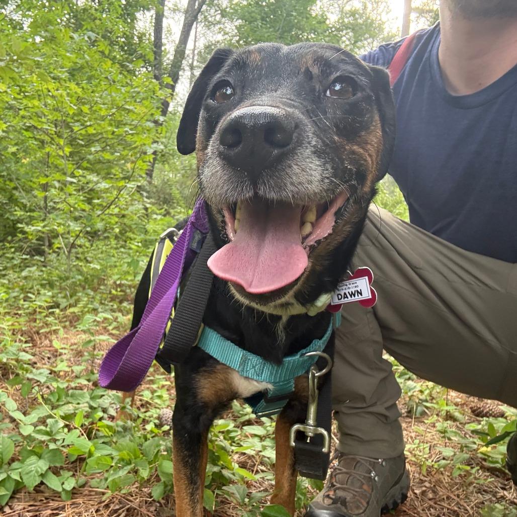 Dawn, Adoptable, Adult Female Hound.