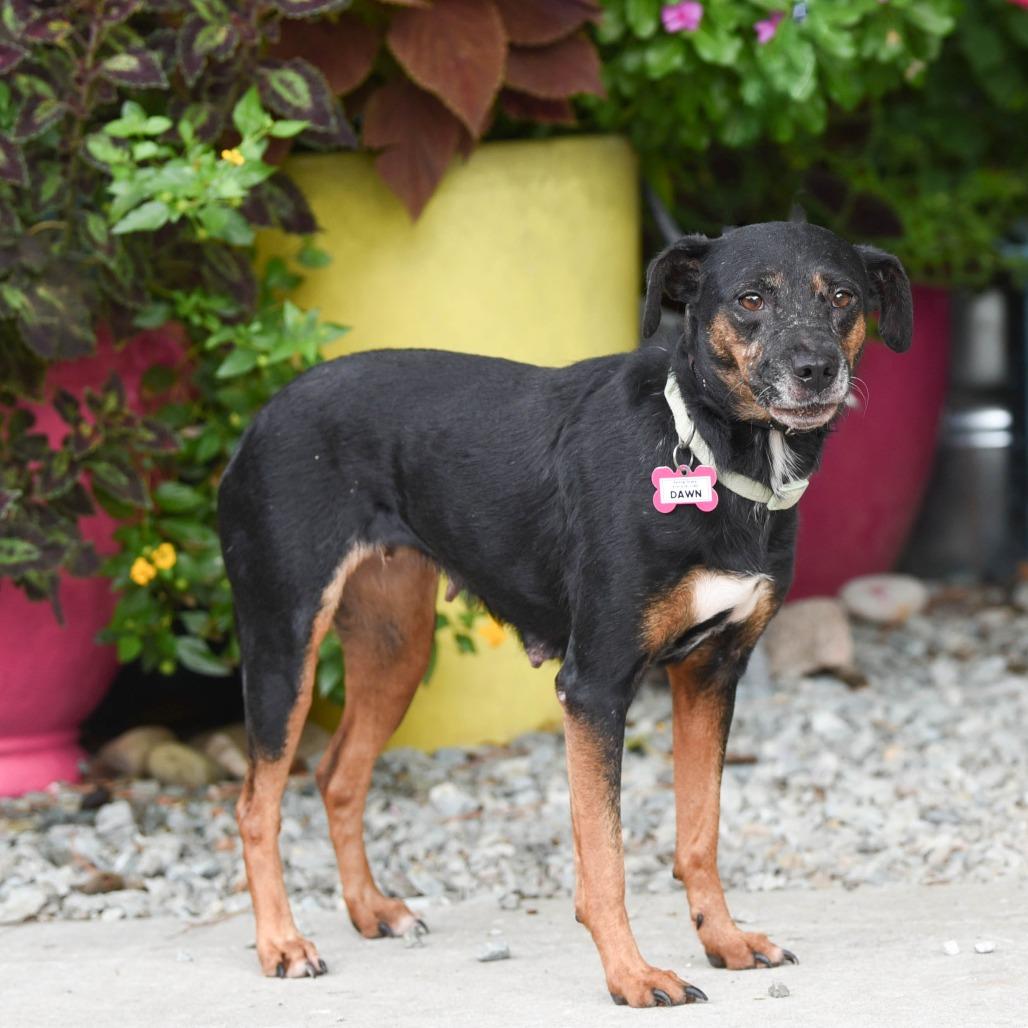 Enlarge Dawn, a Adoptable Hound in Wake Forest, NC image 2/6