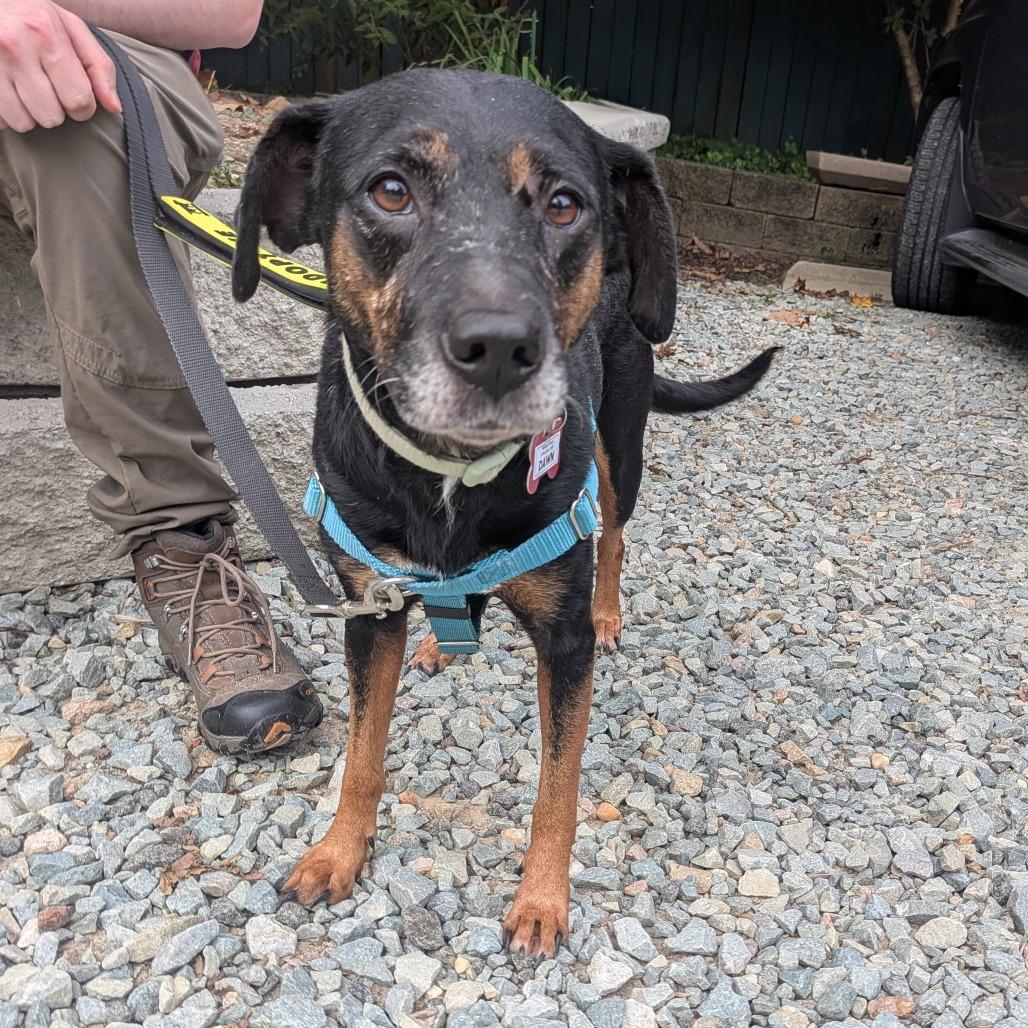 Enlarge Dawn, a Adoptable Hound in Wake Forest, NC image 5/6