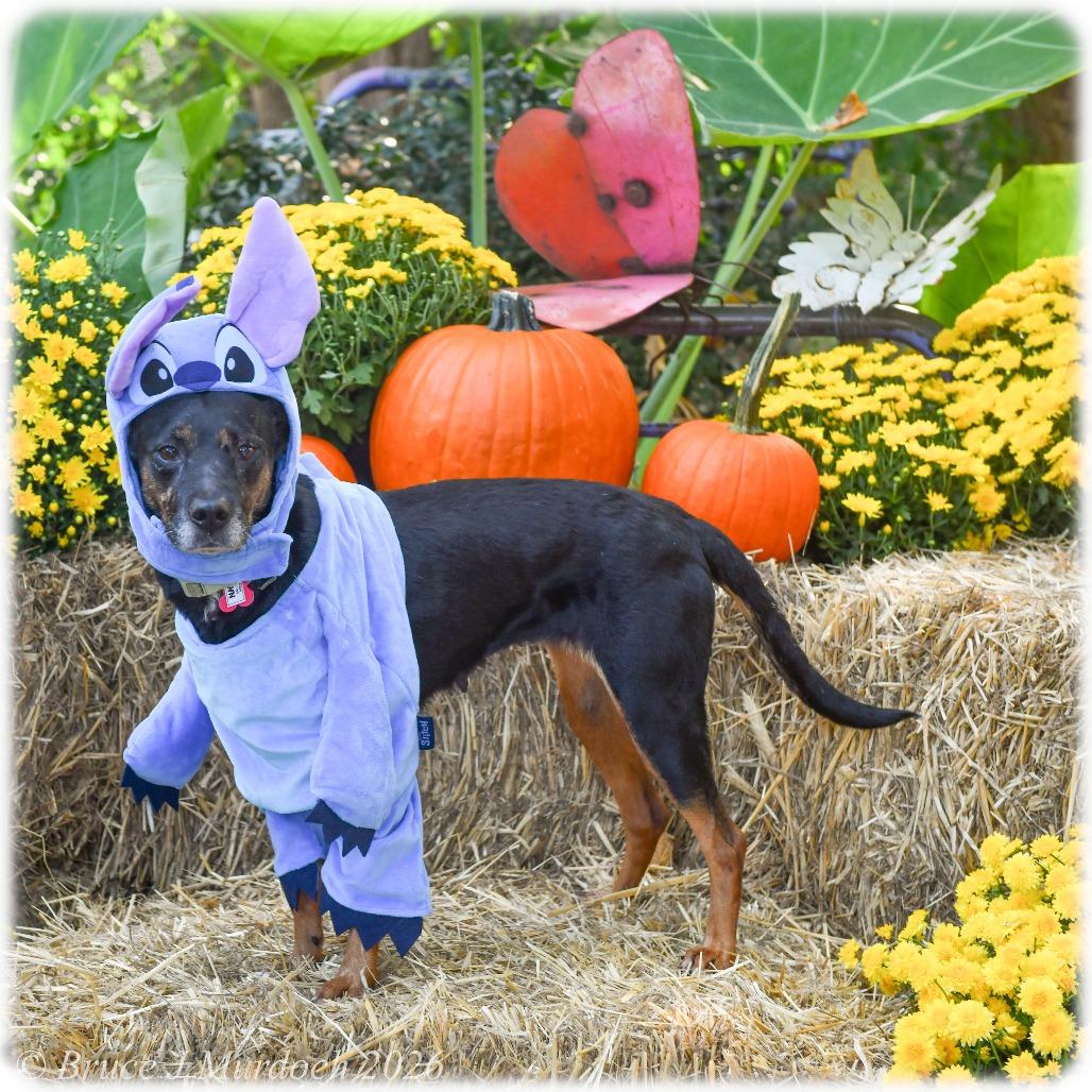 Enlarge Dawn, a Adoptable Hound in Wake Forest, NC image 6/6