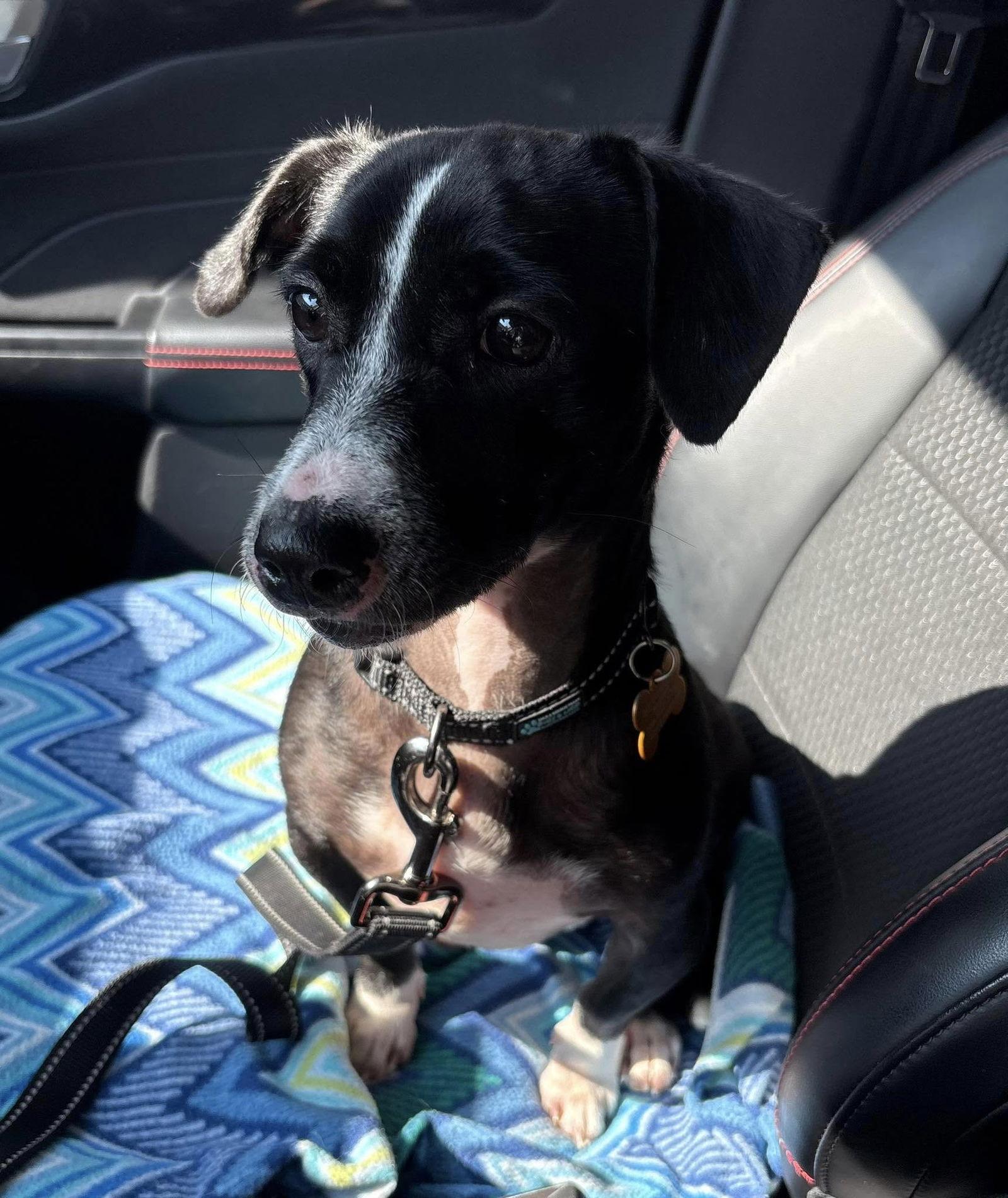 Enlarge Bubblegum, a Adopted Dachshund in Bloomington, IL image 1/1