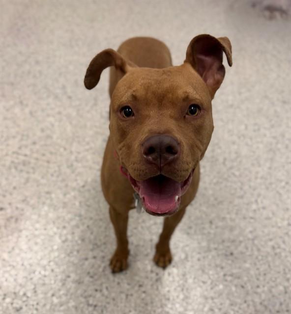Enlarge AMBER, a Adoptable Pit Bull Terrier in Brighton, CO image 1/1