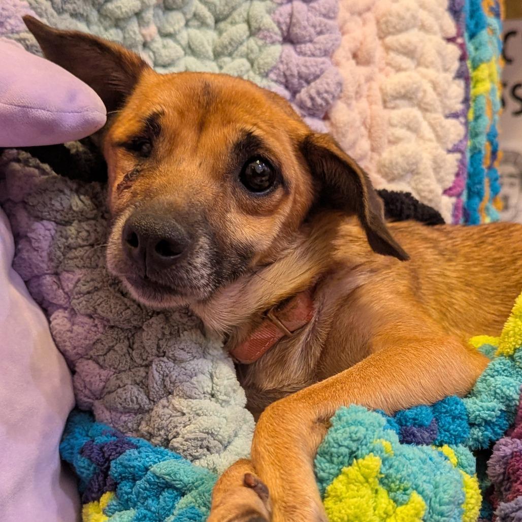 Snickers, Adoptable, Senior Female Mixed Breed.