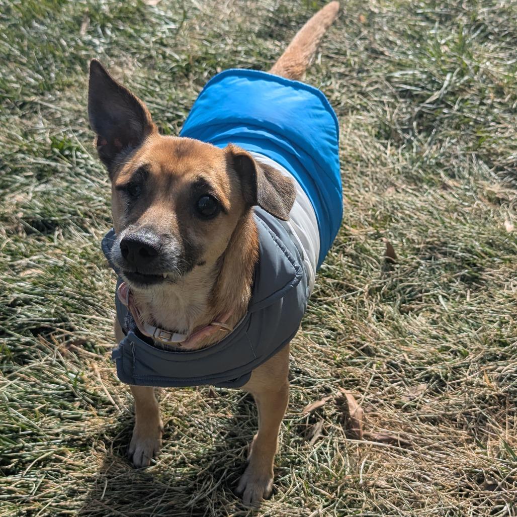 Enlarge Snickers, a Adoptable Mixed Breed in Winston Salem, NC image 2/6