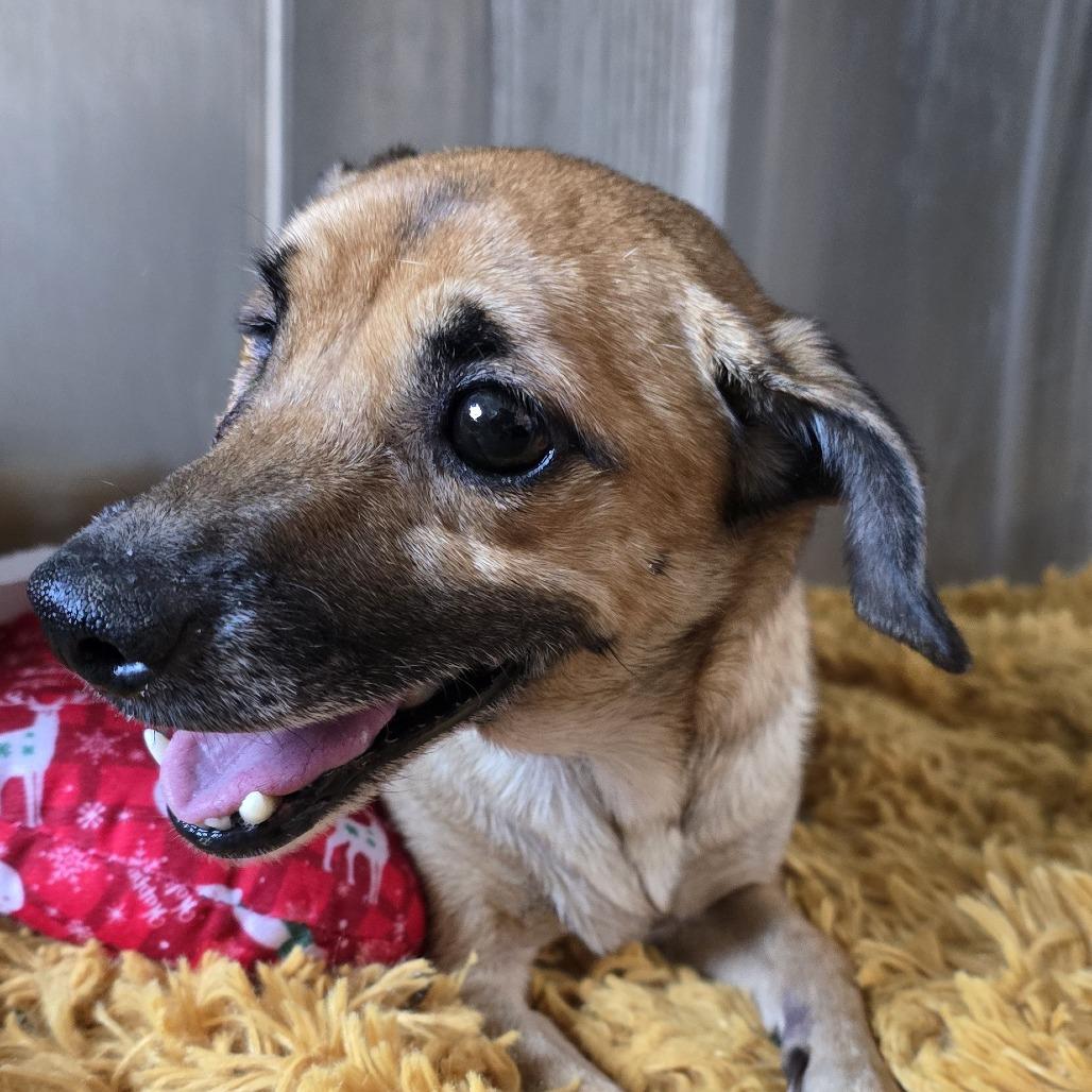 Enlarge Snickers, a Adoptable Mixed Breed in Winston Salem, NC image 2/4