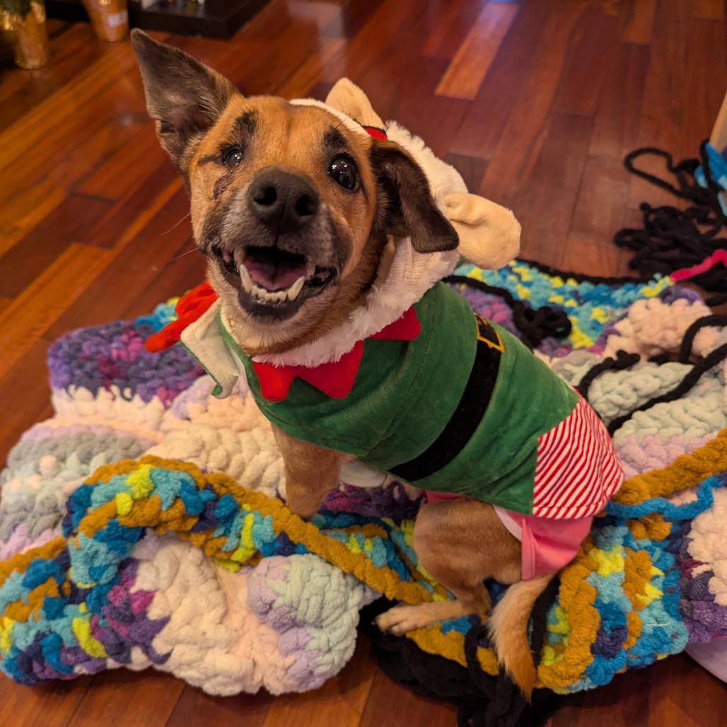 Enlarge Snickers, a Adoptable Mixed Breed in Winston Salem, NC image 3/4