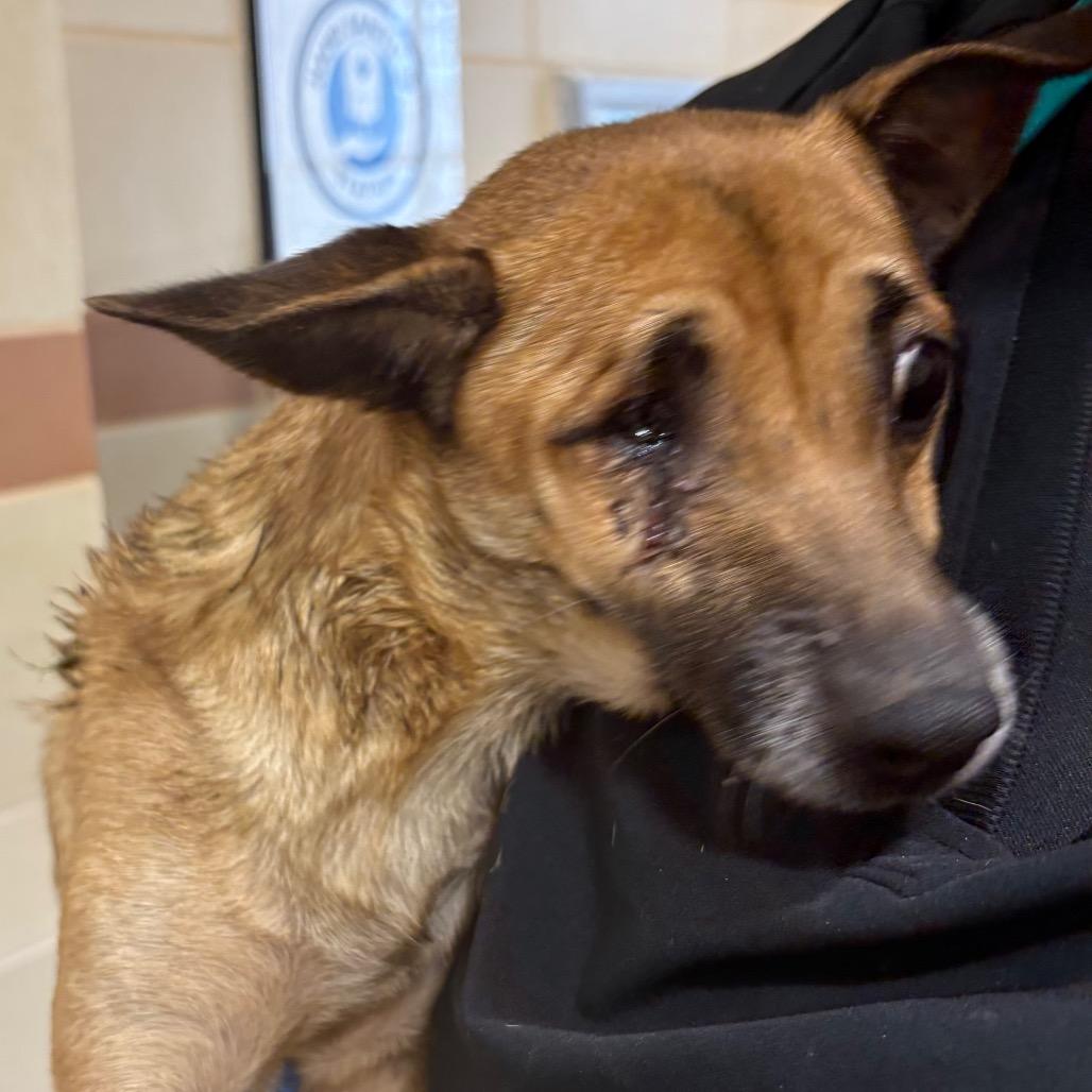 Enlarge Snickers, a Adoptable Mixed Breed in Winston Salem, NC image 4/4