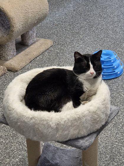 Bram, Adoptable, Adult Male Domestic Short Hair & Domestic Short Hair.