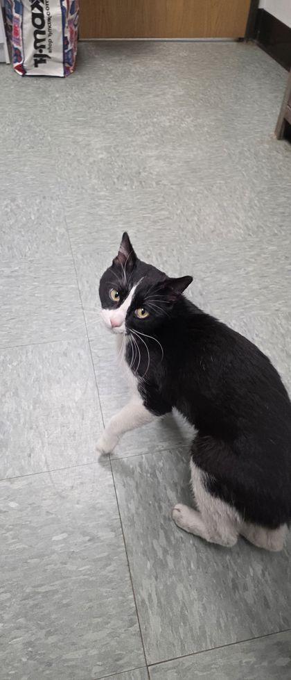 Enlarge Bram, a Adoptable mixed breed in Shawano, WI image 2/2