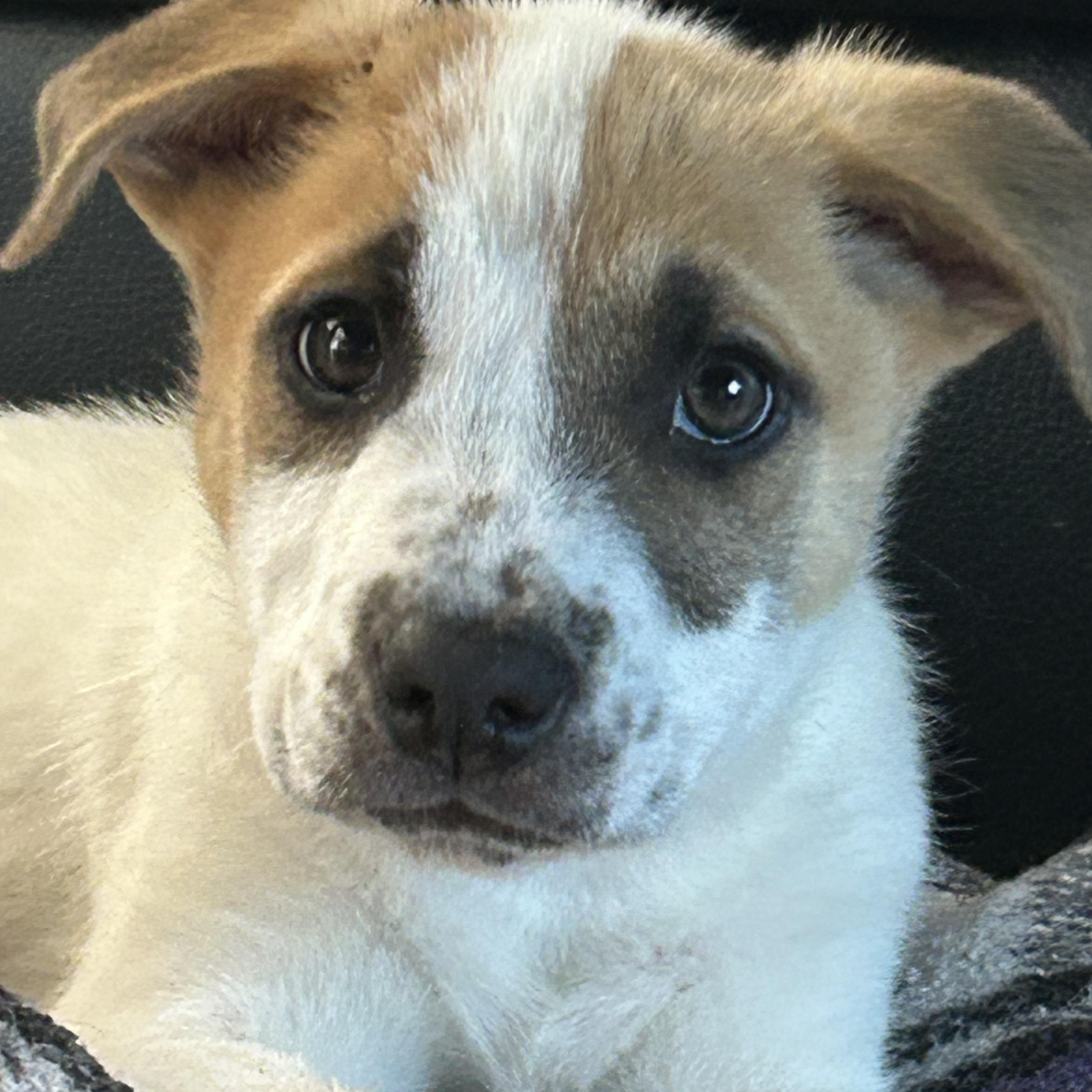 Calista's puppies, a Adoptable mixed breed in Santa Maria, CA image 1/6