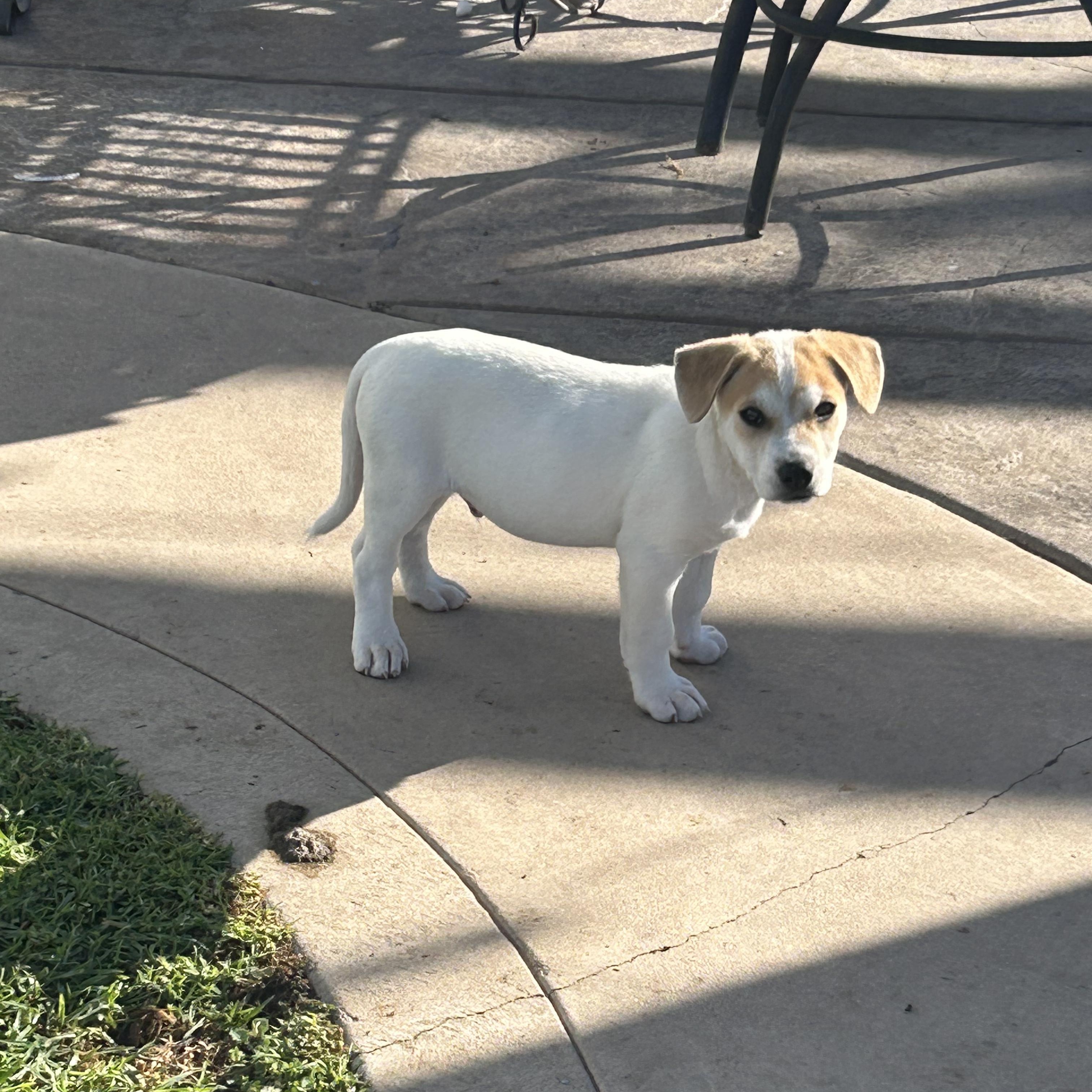 Calista's puppies, a Adoptable mixed breed in Santa Maria, CA image 2/6