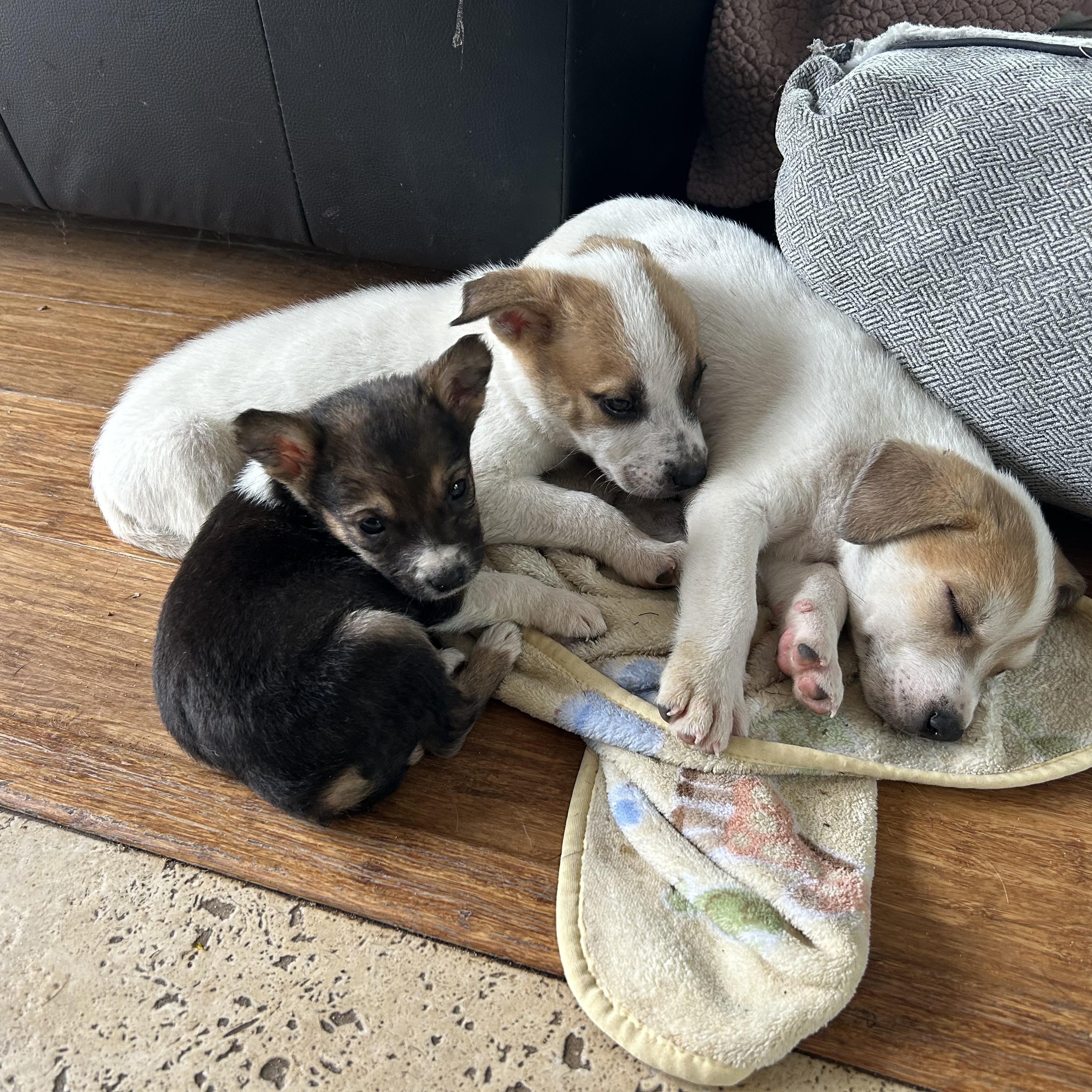 Calista's puppies, Adoptable, Puppy Male Terrier.
