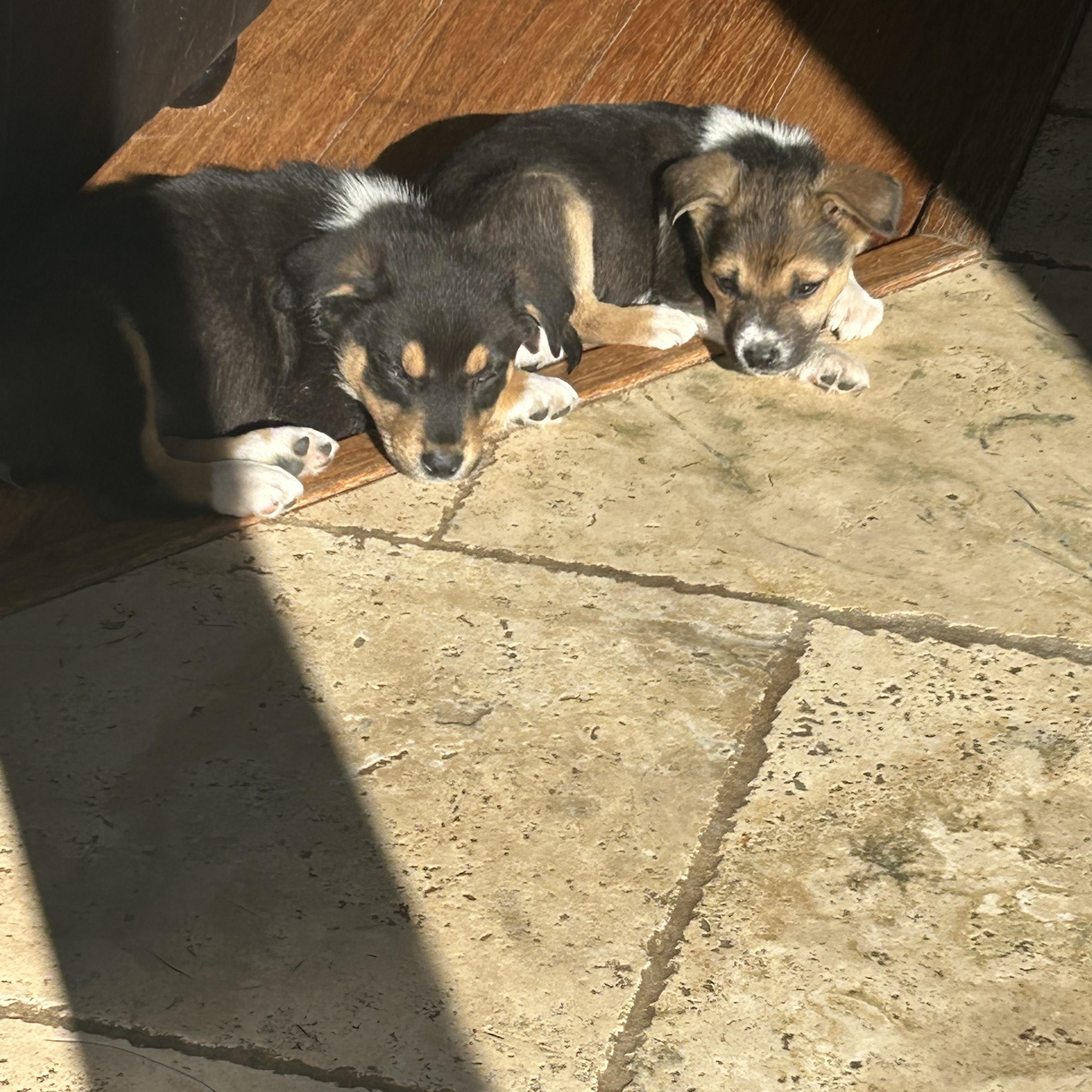 Calista's puppies, a Adoptable mixed breed in Santa Maria, CA image 4/6