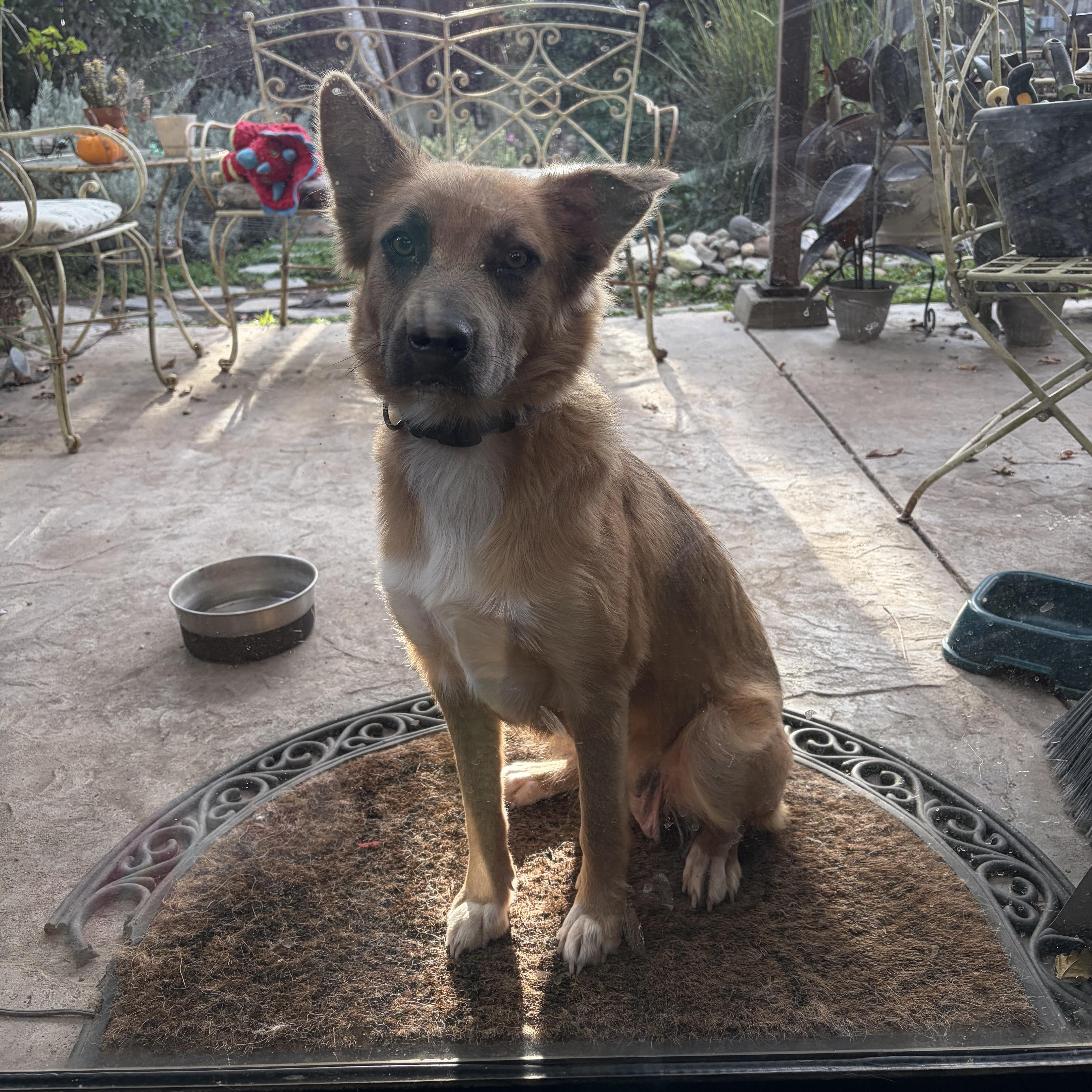 Calista's puppies, a Adoptable mixed breed in Santa Maria, CA image 5/6