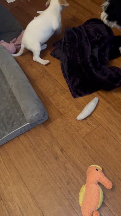 Enlarge Calista's puppies, a Adoptable mixed breed in Santa Maria, CA video 6/6