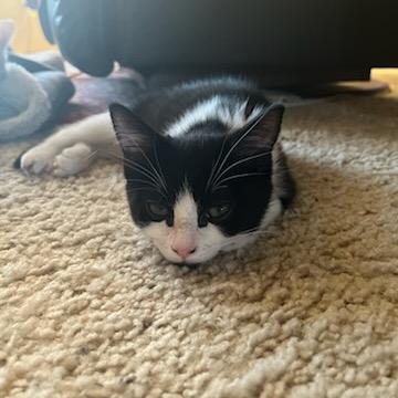 Manta, Adoptable, Kitten Female Domestic Short Hair.