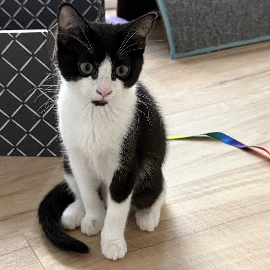 Enlarge Manta, a Adoptable Domestic Short Hair in Talent, OR image 2/5