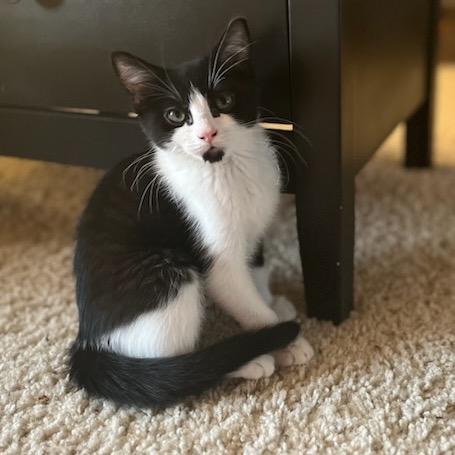 Enlarge Manta, a Adoptable Domestic Short Hair in Talent, OR image 4/5