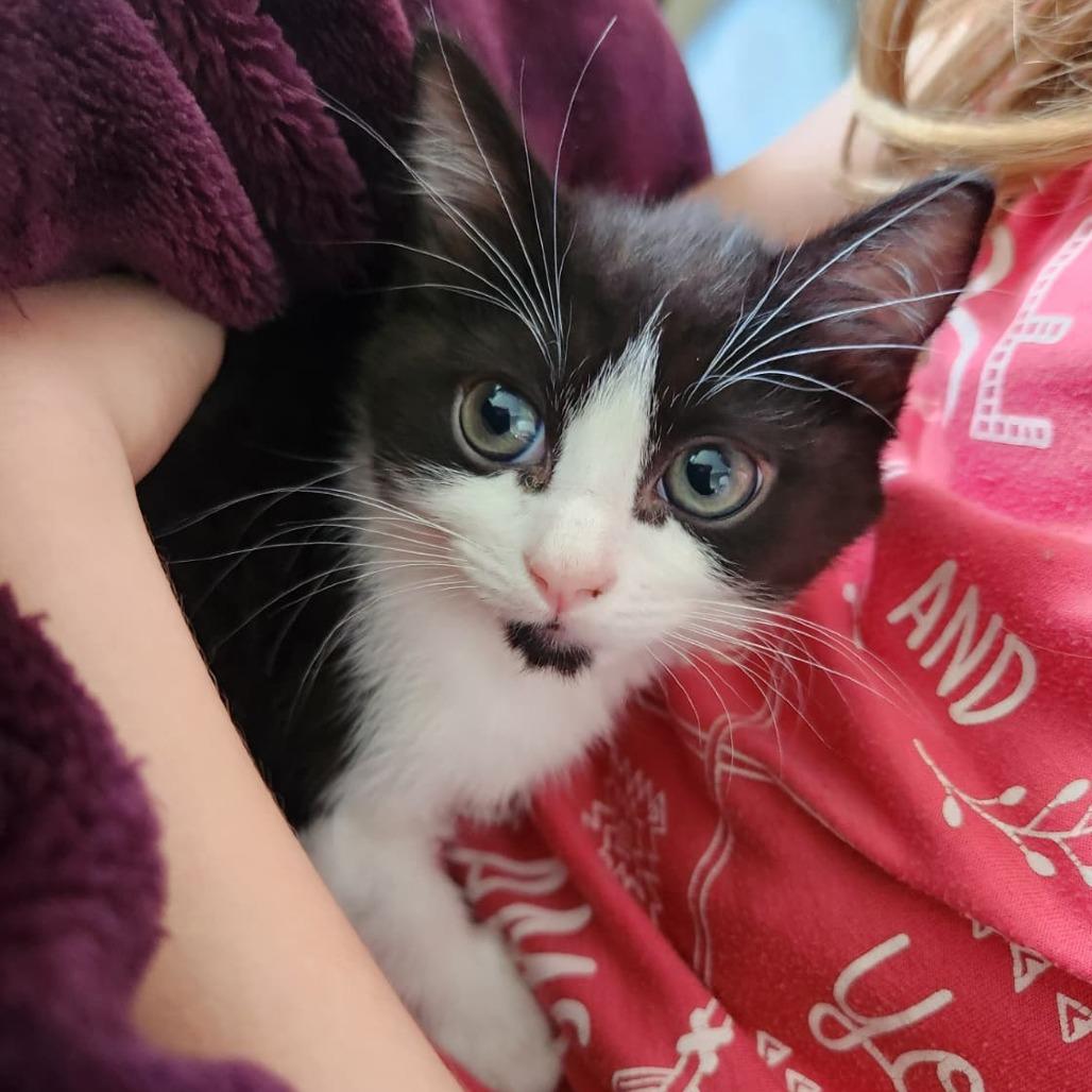 Enlarge Manta, a Adoptable Domestic Short Hair in Talent, OR image 5/5