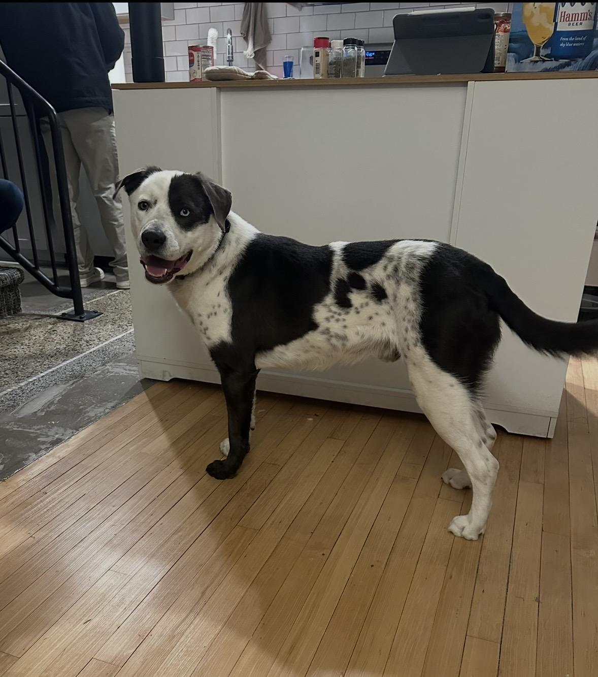 Enlarge Jasper, a ADOPTABLE mixed breed in DeKalb, IL image 5/6