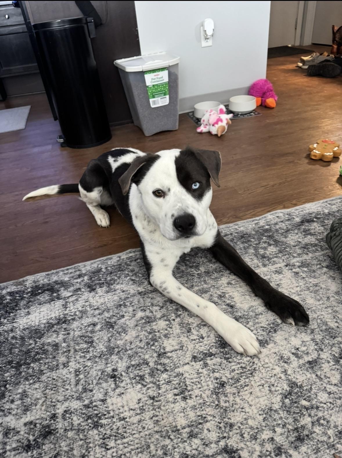 Enlarge Jasper, a ADOPTABLE mixed breed in DeKalb, IL image 2/6