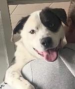 Enlarge Jasper, a ADOPTABLE mixed breed in DeKalb, IL image 1/6