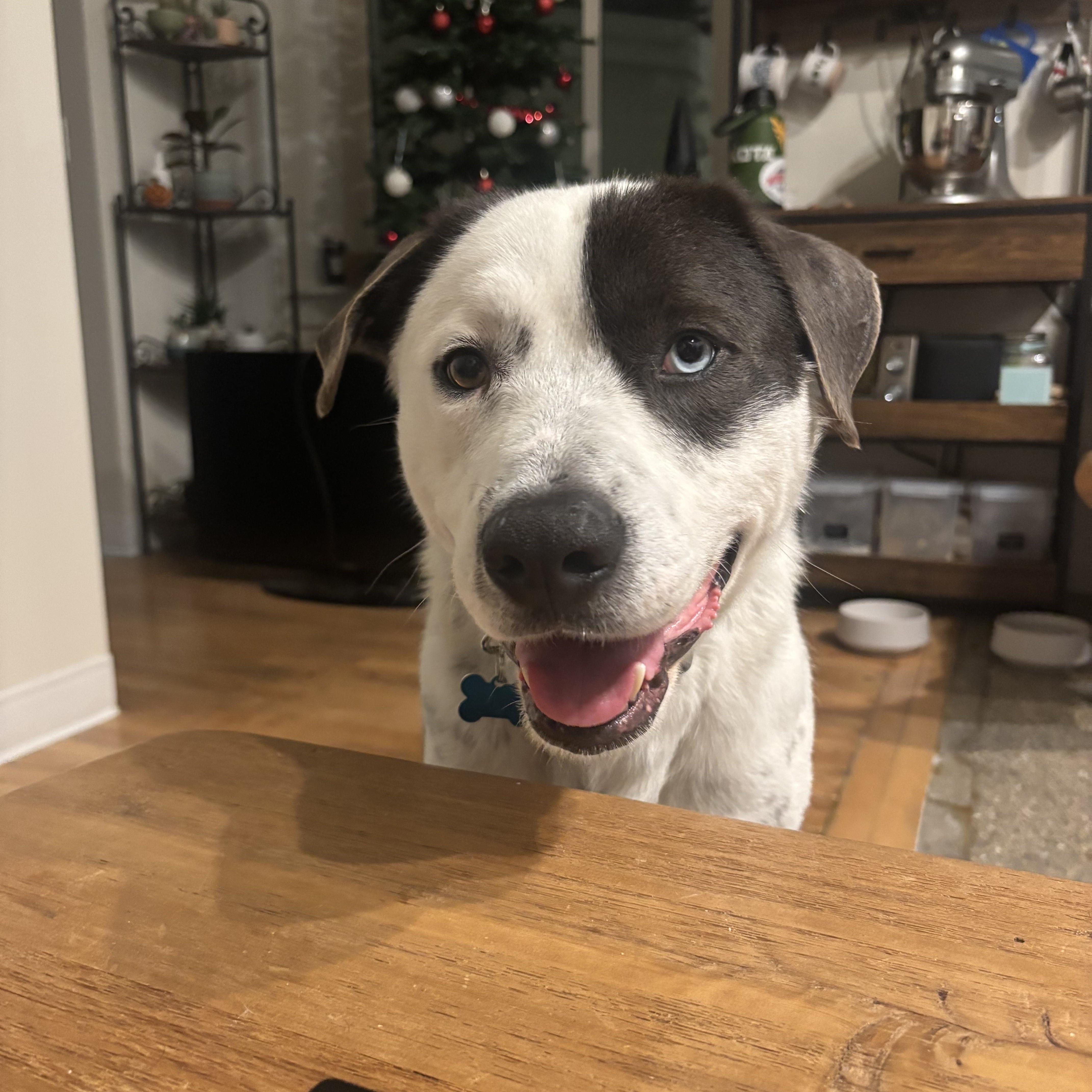 Enlarge Jasper, a ADOPTABLE mixed breed in DeKalb, IL image 4/6