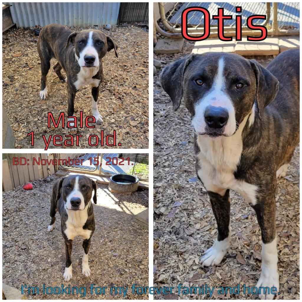 Otis thumbnail 2
