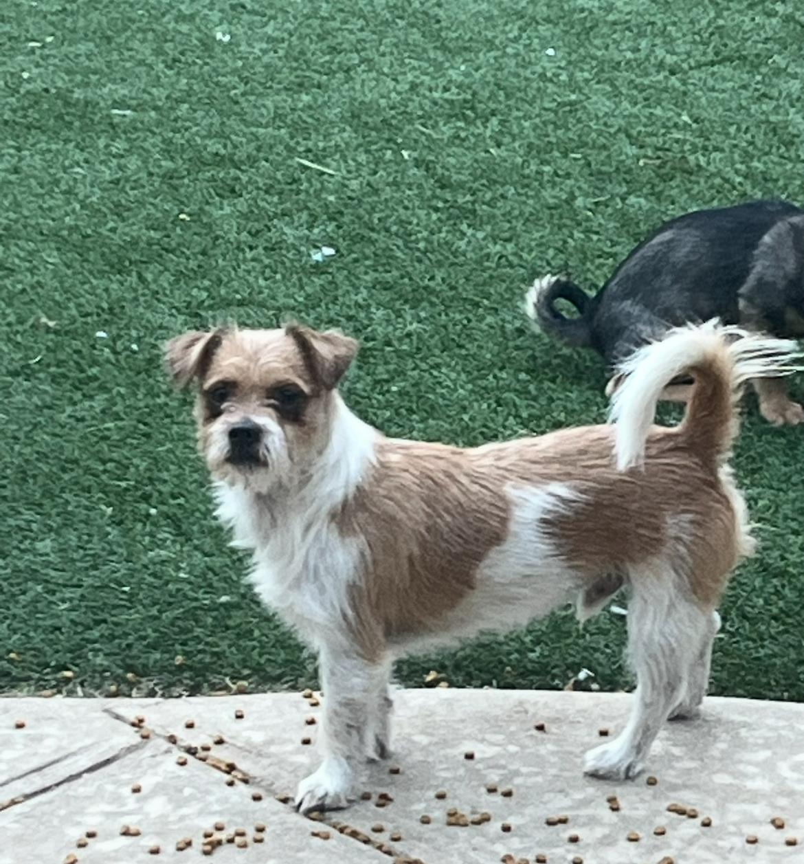 Enlarge Tito, a ADOPTABLE mixed breed in Longmont, CO image 1/1