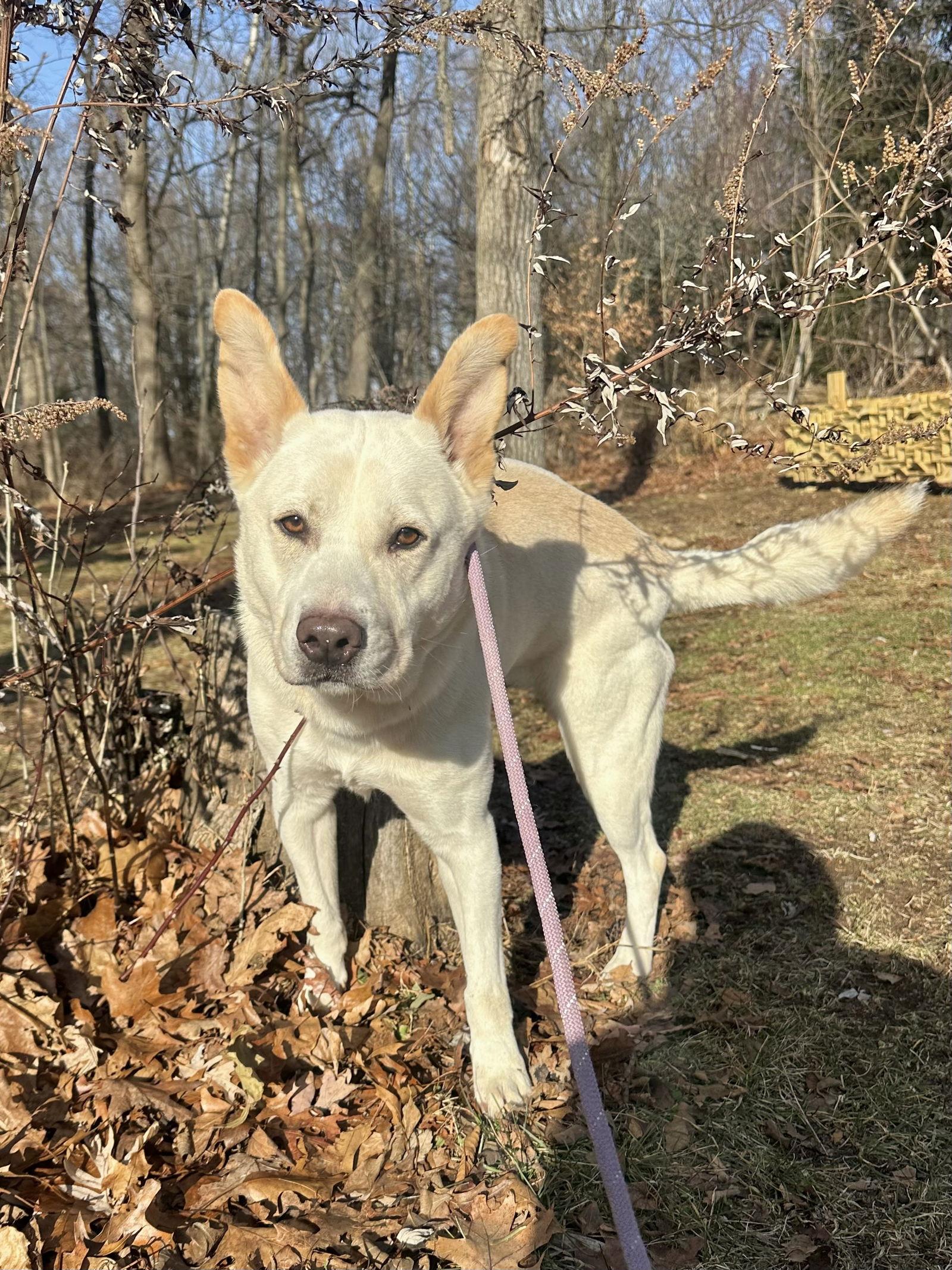 Rocket Dixon thumbnail 3