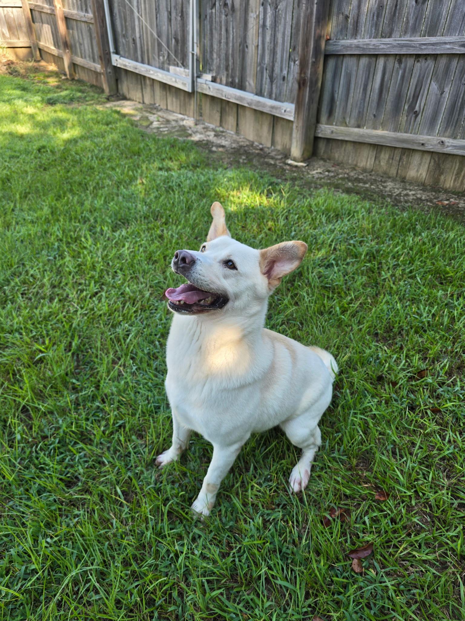 Rocket Dixon thumbnail 4