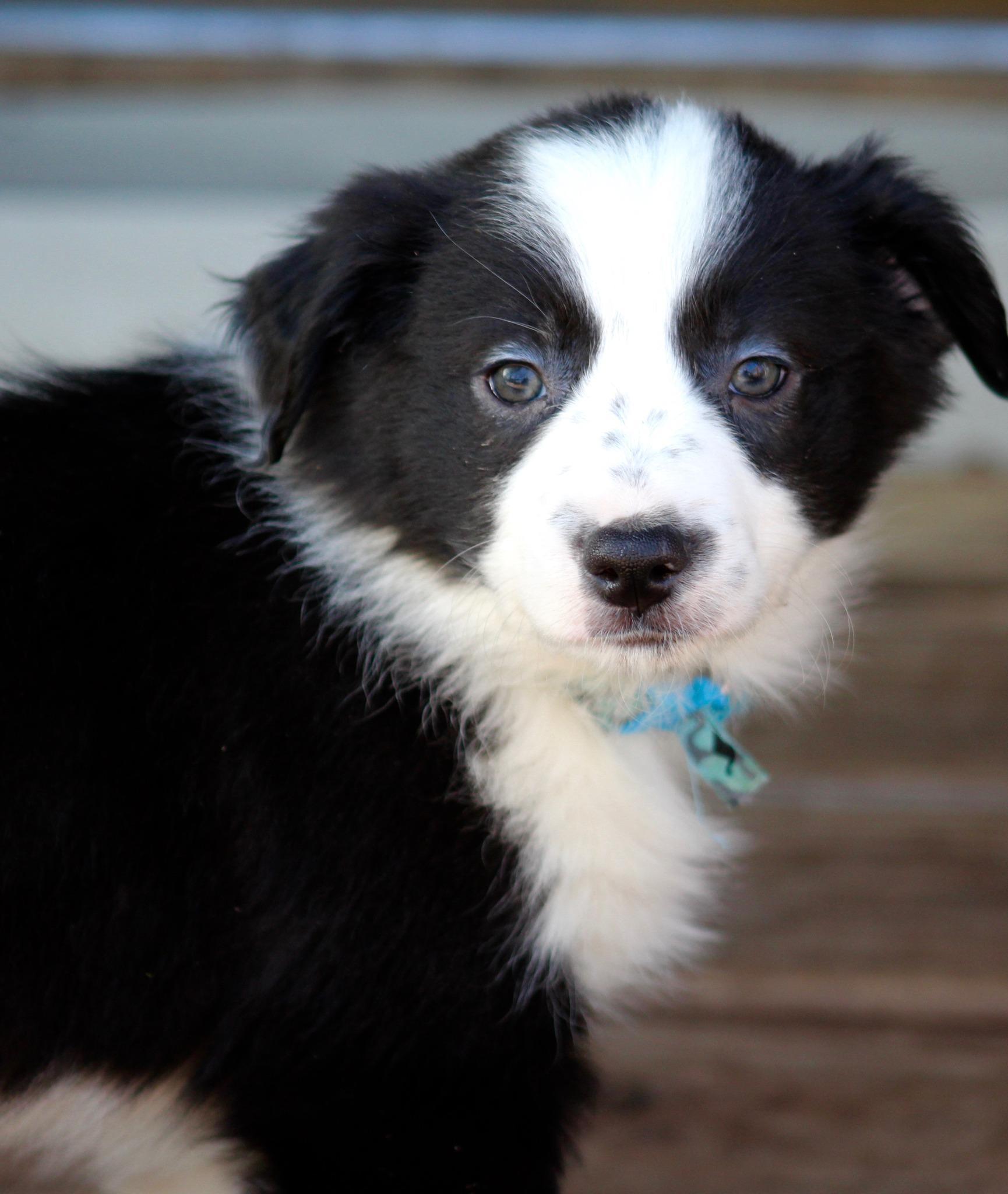 Enlarge Bennie - adopted!, an adopted mixed breed in Minneapolis, MN image 1/1