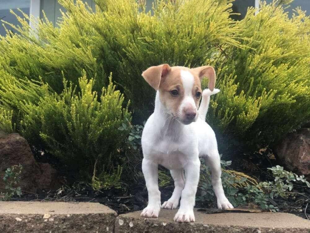 Chai, Adopted, Puppy Male Dachshund.