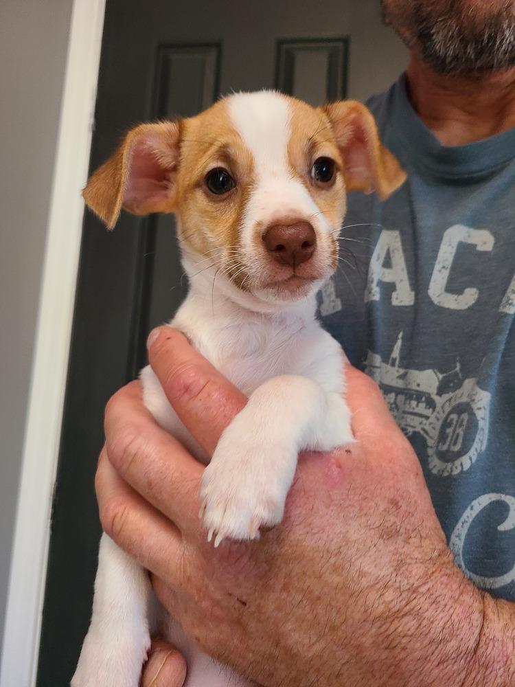 Enlarge Chai, a Adopted mixed breed in Windsor, CA image 2/3