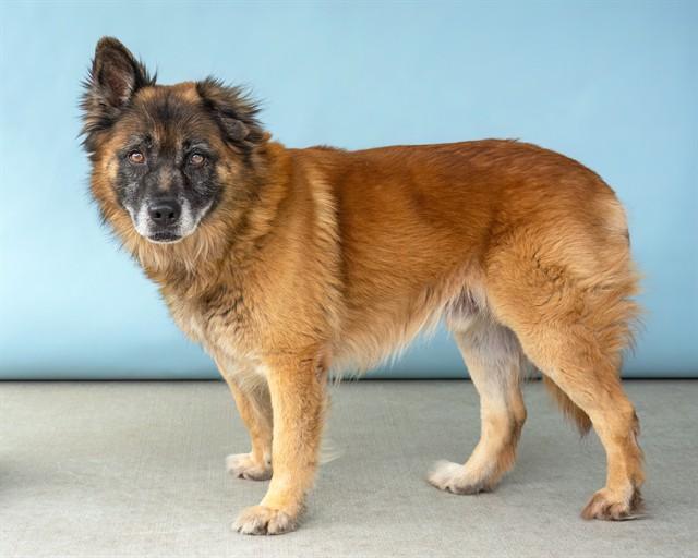 ROSCO, Adoptable, Senior Male German Shepherd Dog.