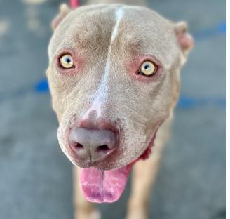 Waiting so long for a family to love - I'm Kenny. Please foster or adopt me!, a Adoptable Pit Bull Terrier in San Clemente, CA image 5/5
