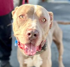 Waiting so long for a family to love - I'm Kenny. Please foster or adopt me!, a Adoptable Pit Bull Terrier in San Clemente, CA image 3/5
