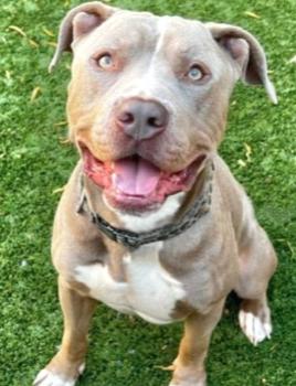 Waiting so long for a family to love - I'm Kenny. Please foster or adopt me!, a Adoptable Pit Bull Terrier in San Clemente, CA image 1/5