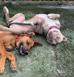 Waiting so long for a family to love - I'm Kenny.  Please foster or adopt me!