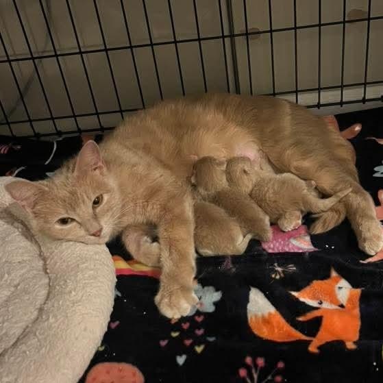 Velma, a Adoptable Domestic Short Hair in Kentwood, MI image 4/5