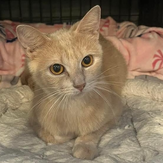 Velma, a Adoptable Domestic Short Hair in Kentwood, MI image 2/5