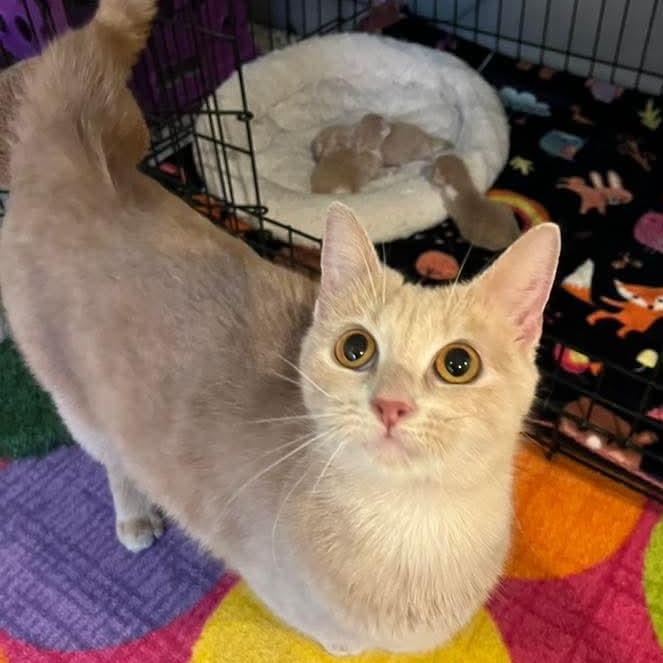 Velma, a Adoptable Domestic Short Hair in Kentwood, MI image 5/5