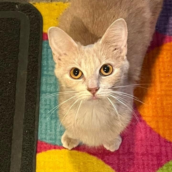Velma, a Adoptable Domestic Short Hair in Kentwood, MI image 1/5