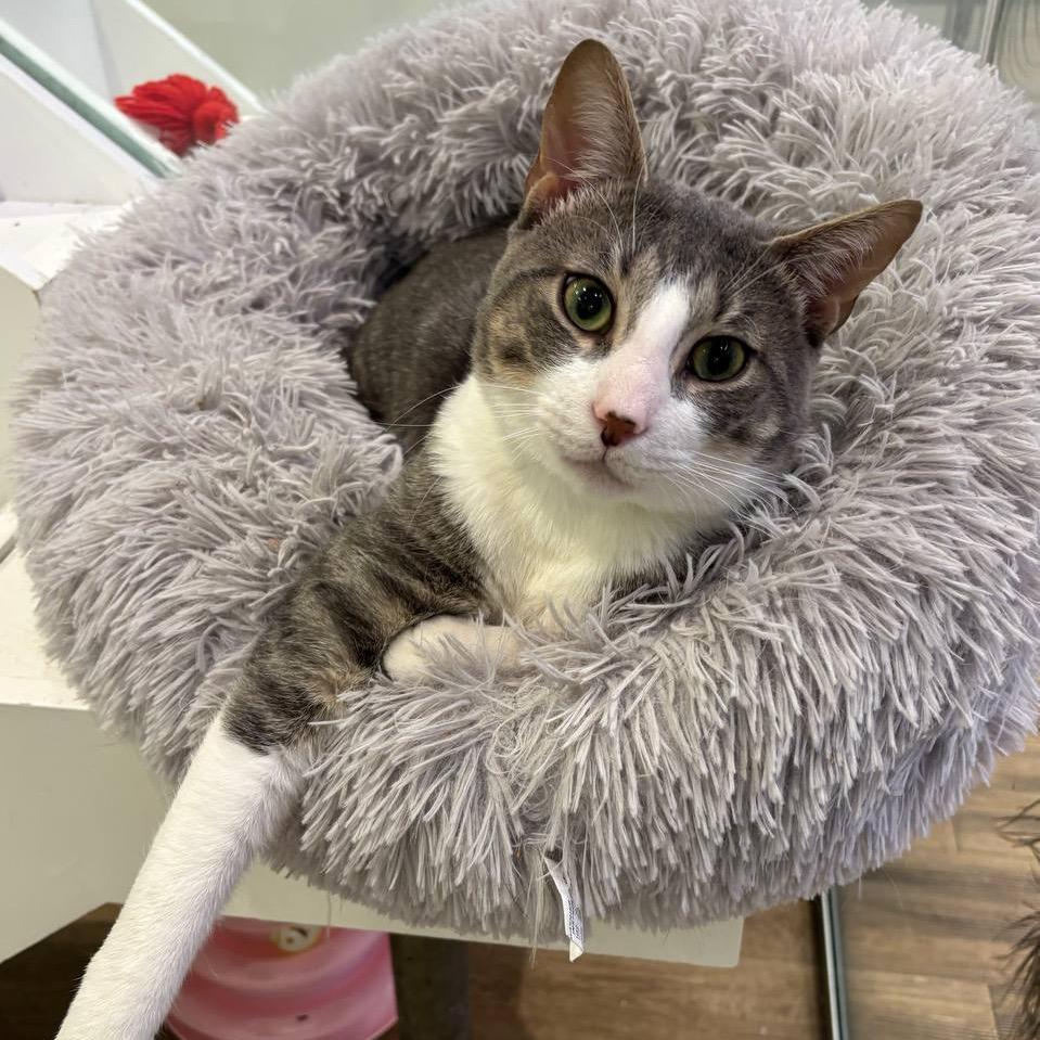 Enlarge Mr. Smith, a Adoptable Domestic Short Hair in Westhampton, NY image 2/6