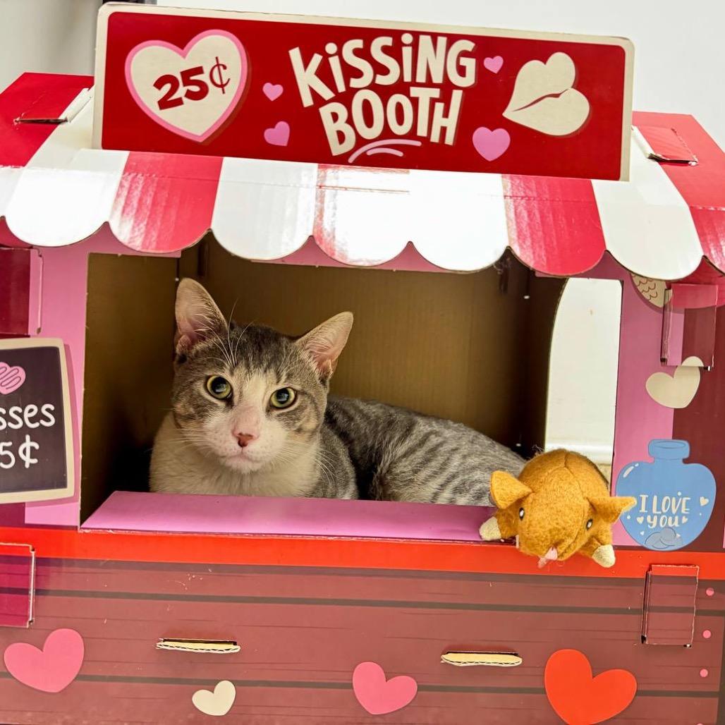 Enlarge Mr. Smith, a Adoptable Domestic Short Hair in Westhampton, NY image 4/6