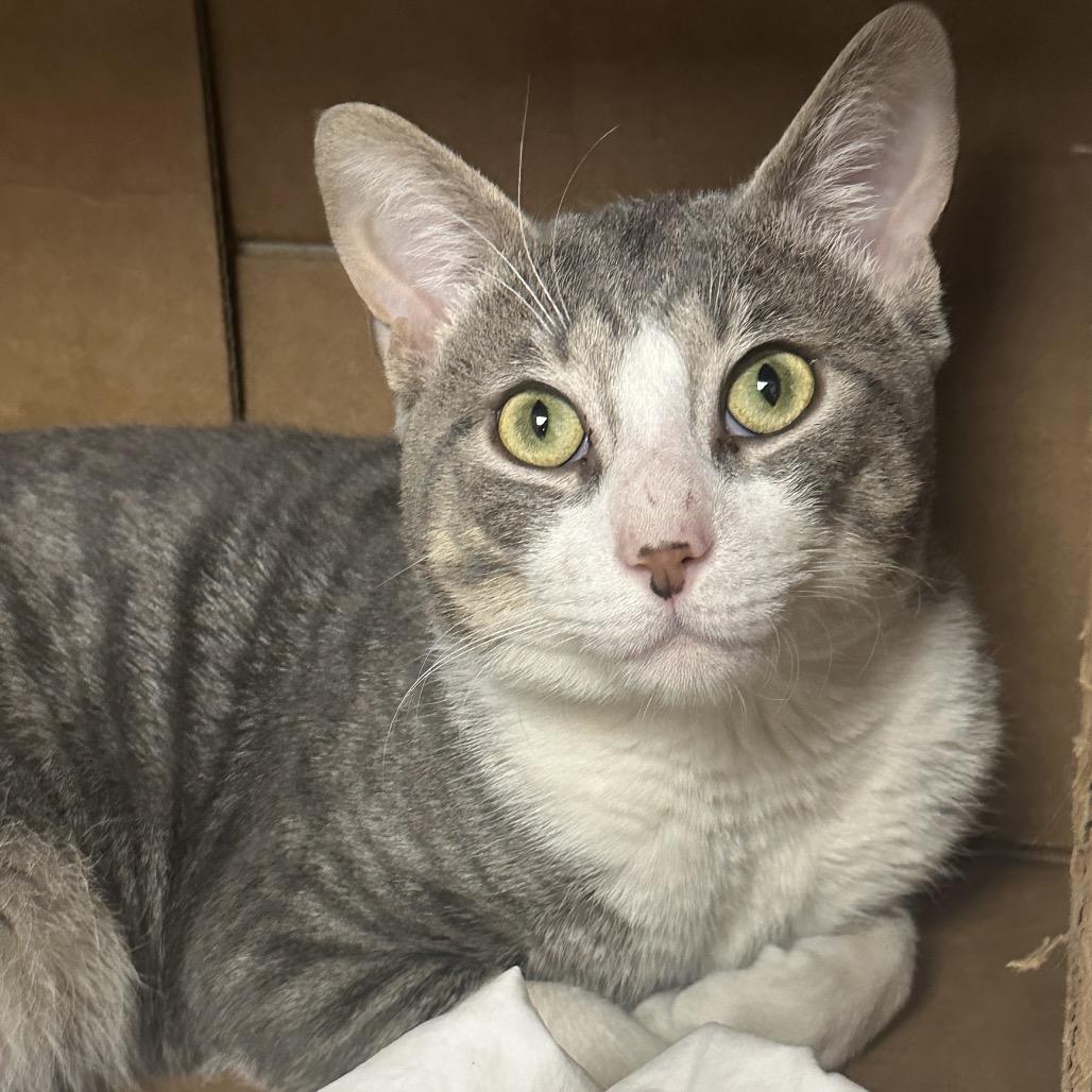 Enlarge Mr. Smith, a Adoptable Domestic Short Hair in Westhampton, NY image 5/6