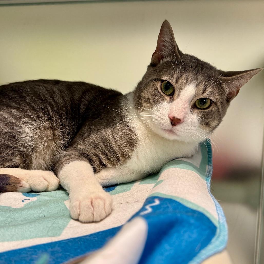 Enlarge Mr. Smith, a Adoptable Domestic Short Hair in Westhampton, NY image 6/6