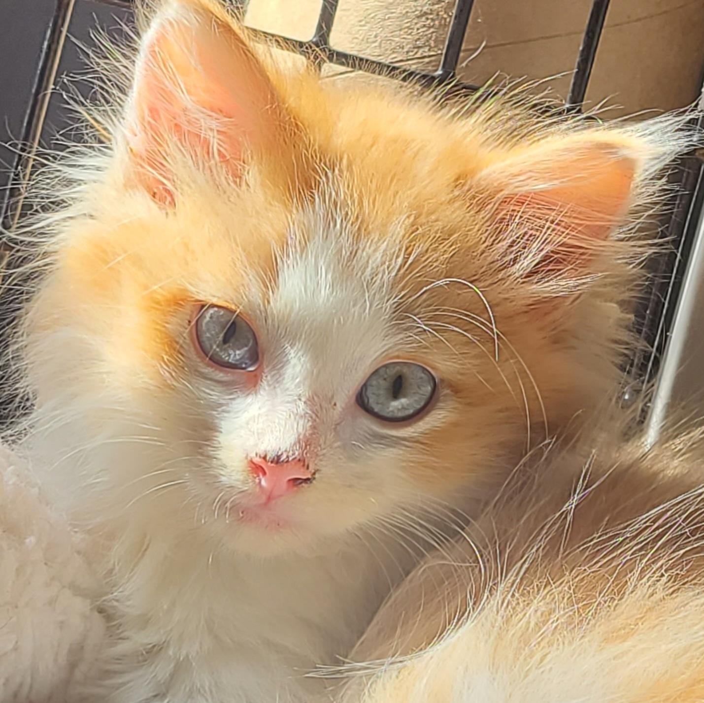 Enlarge Mango PENDING ADOPTION, a Adoptable Domestic Long Hair in Barron, WI image 1/1